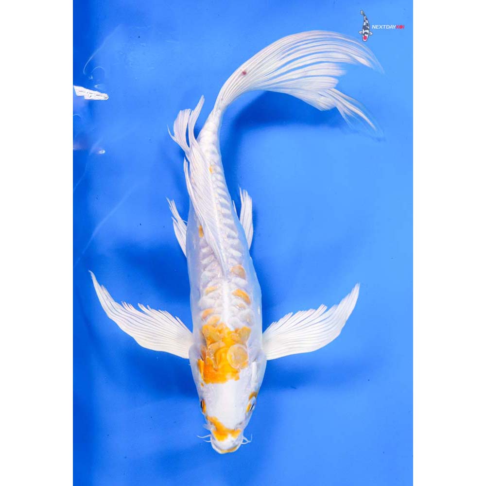 10” Imported Doitsu Lemon Hariwake Butterfly Koi