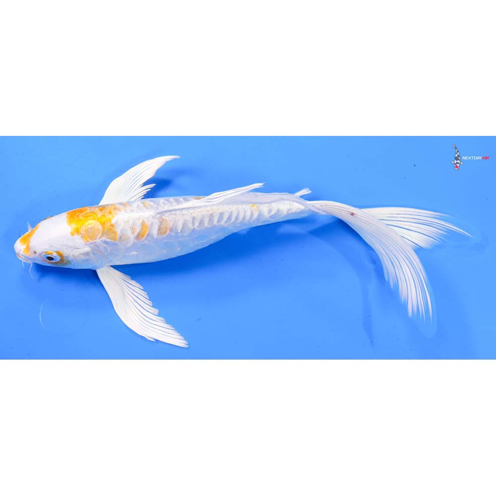 10” Imported Doitsu Lemon Hariwake Butterfly Koi