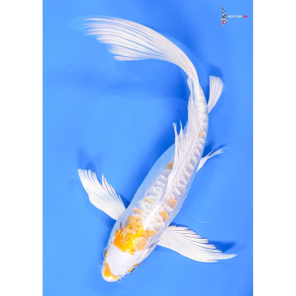 10” Imported Doitsu Lemon Hariwake Butterfly Koi