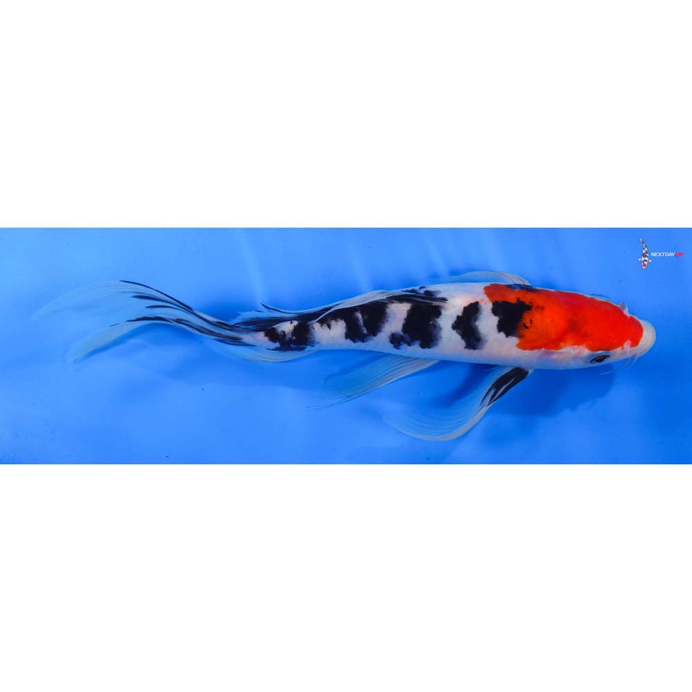 9.5” Imported Sanke Butterfly Koi