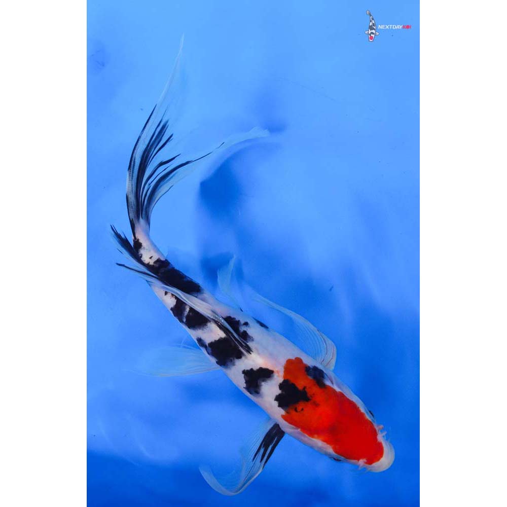 9.5” Imported Sanke Butterfly Koi