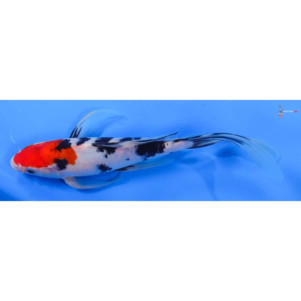 9.5” Imported Sanke Butterfly Koi
