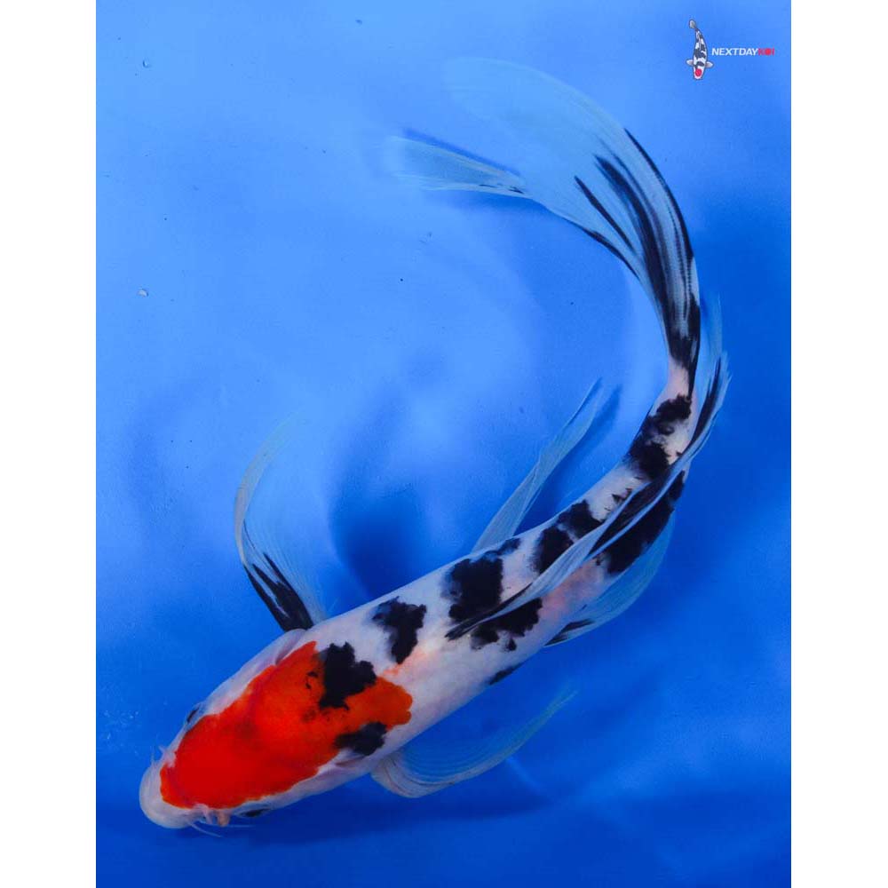 9.5” Imported Sanke Butterfly Koi