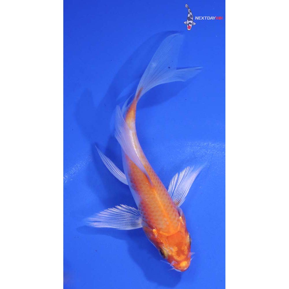 4” Imported Hariwake Butterfly Koi
