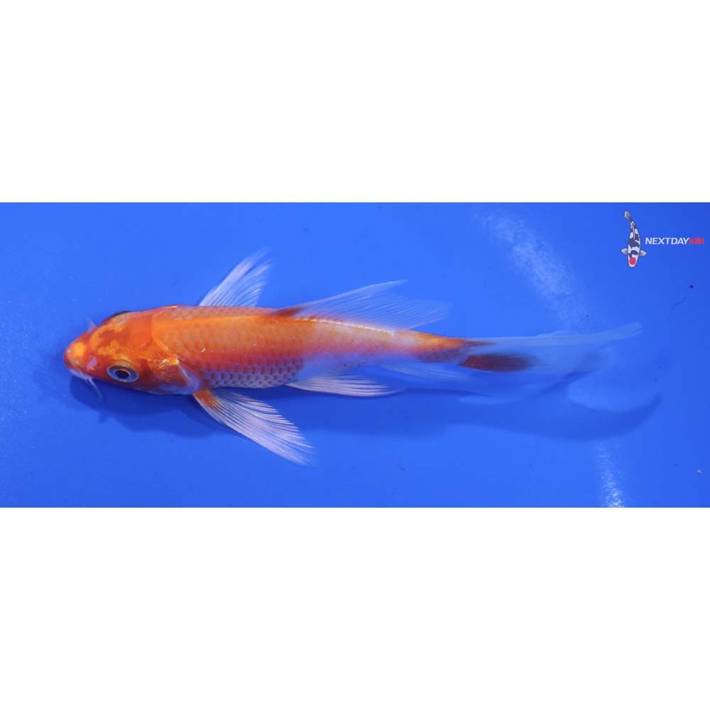 4” Imported Hariwake Butterfly Koi