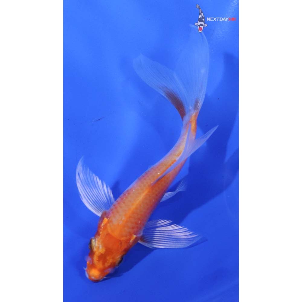 4” Imported Hariwake Butterfly Koi