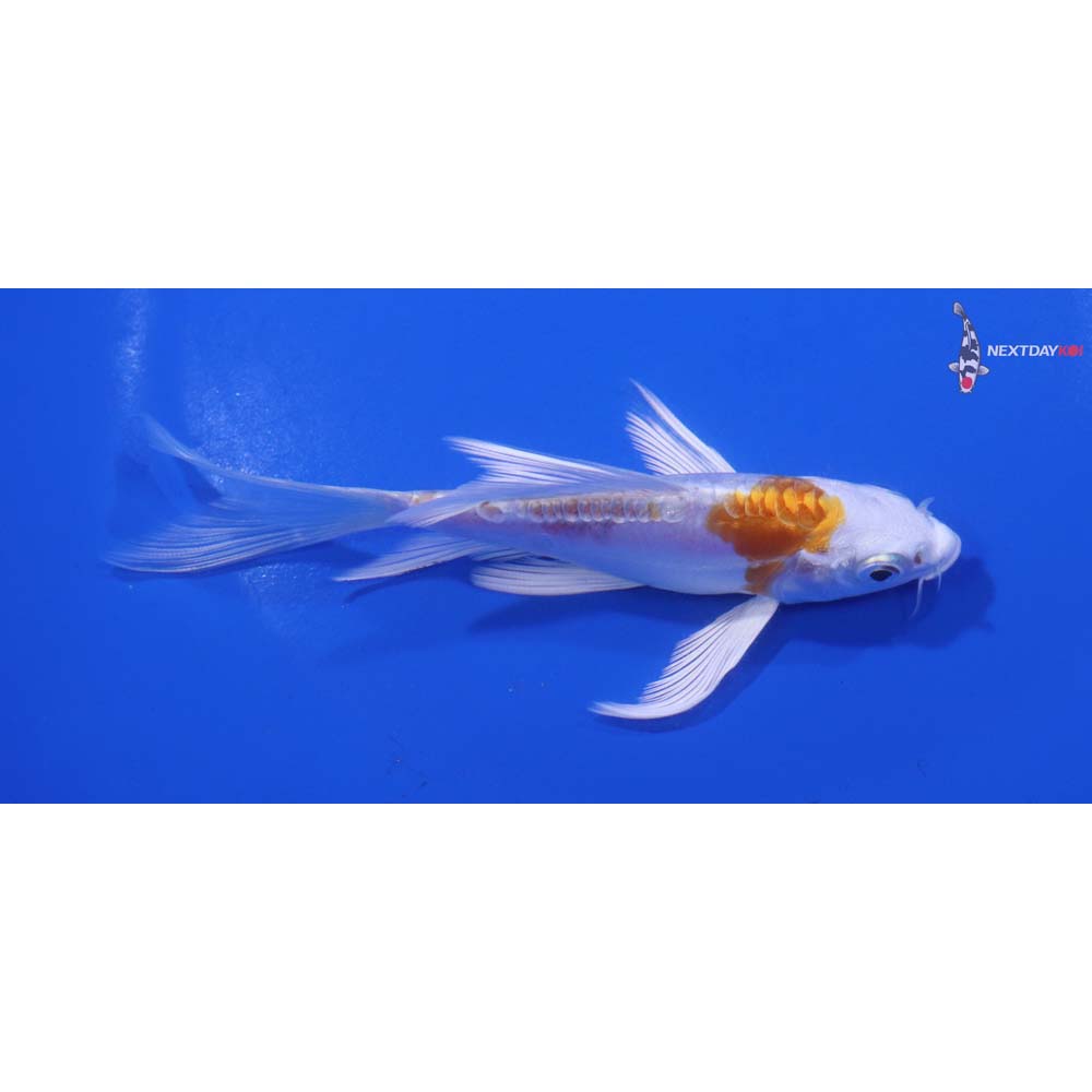 4.5” Imported Kikusui Butterfly Koi