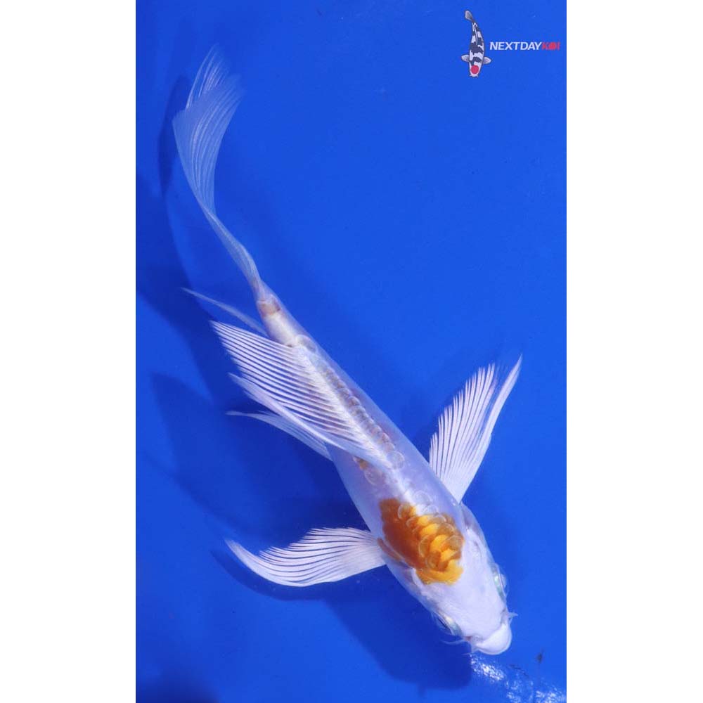 4.5” Imported Kikusui Butterfly Koi