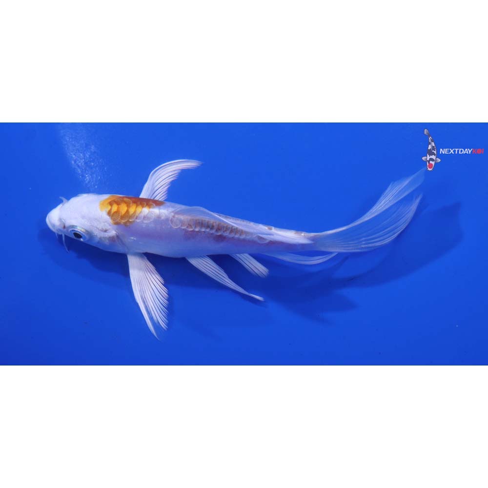 4.5” Imported Kikusui Butterfly Koi