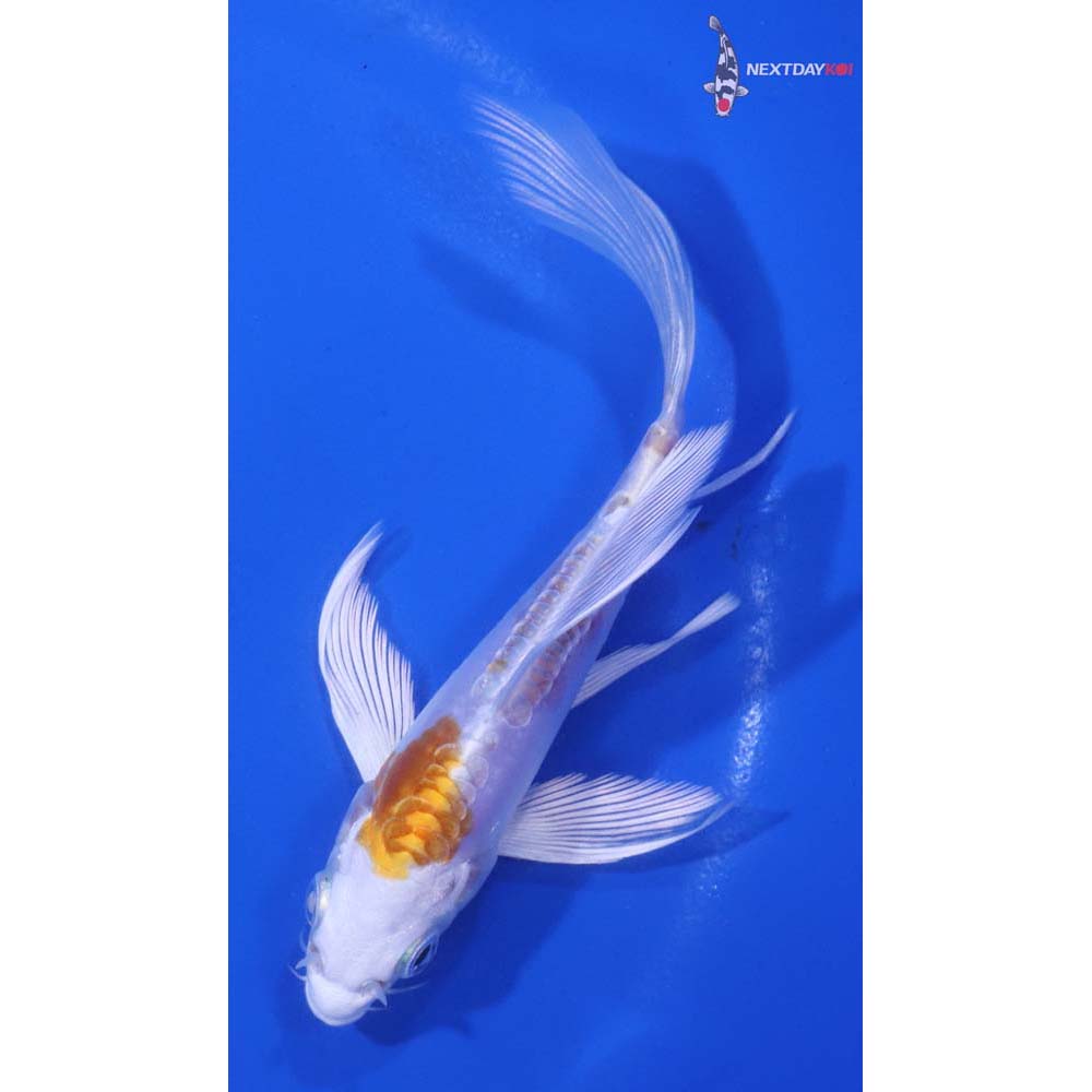 4.5” Imported Kikusui Butterfly Koi