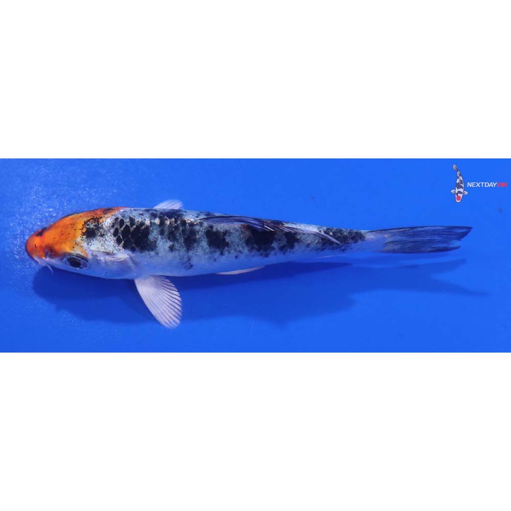 4” Imported Heisei Nishiki