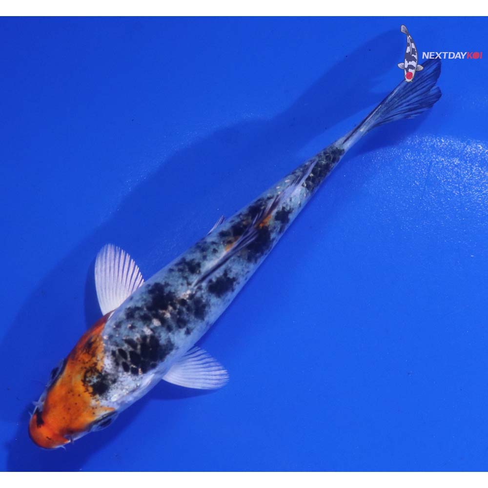 4” Imported Heisei Nishiki