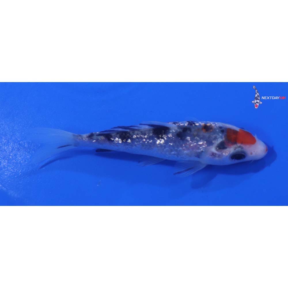 3.5” Imported Gin Rin Sanke