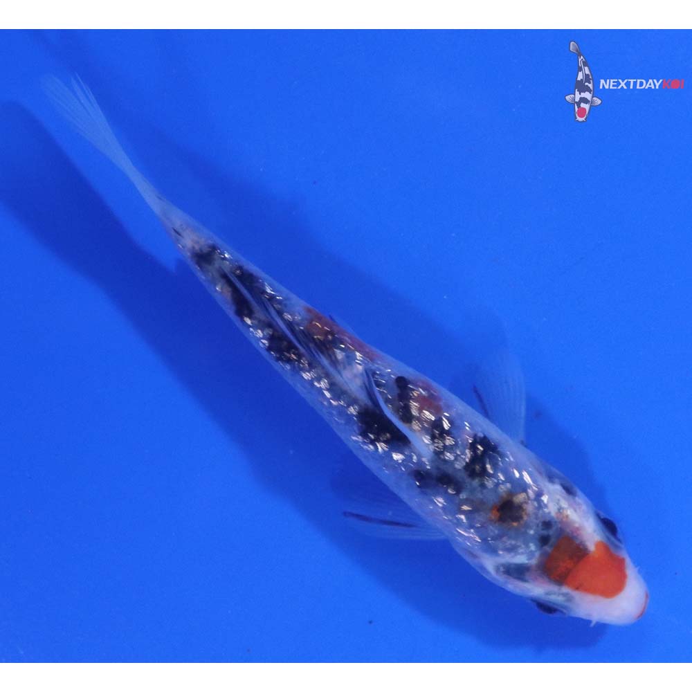 3.5” Imported Gin Rin Sanke