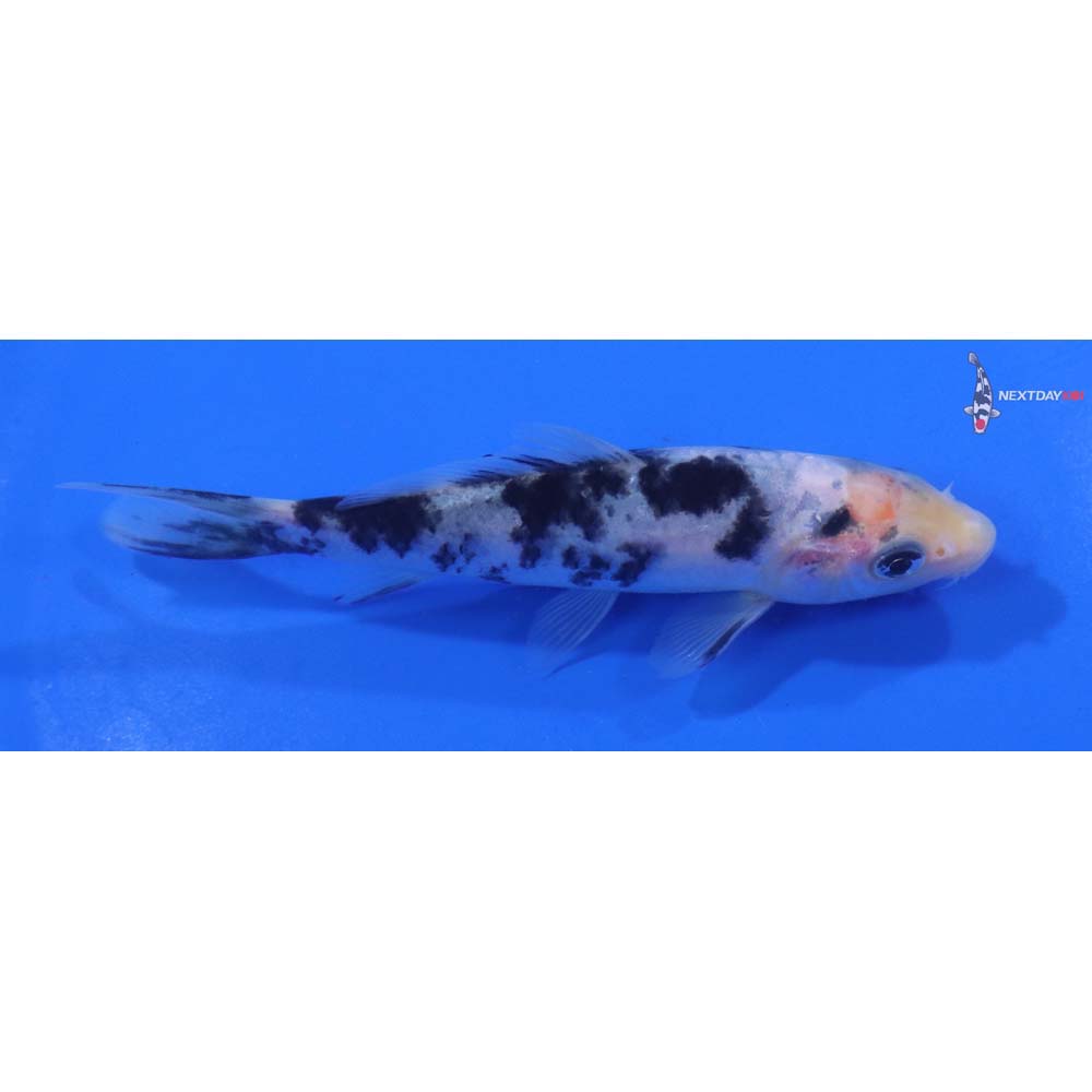 4.5” Imported Shiro Bekko