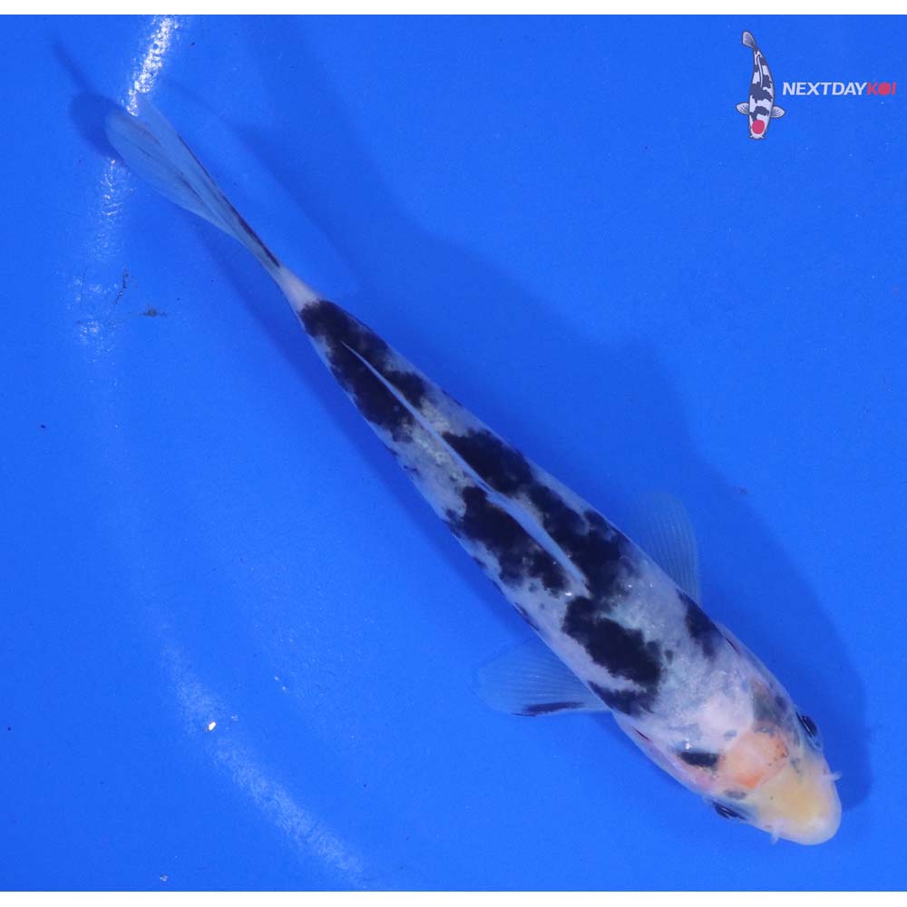 4.5” Imported Shiro Bekko