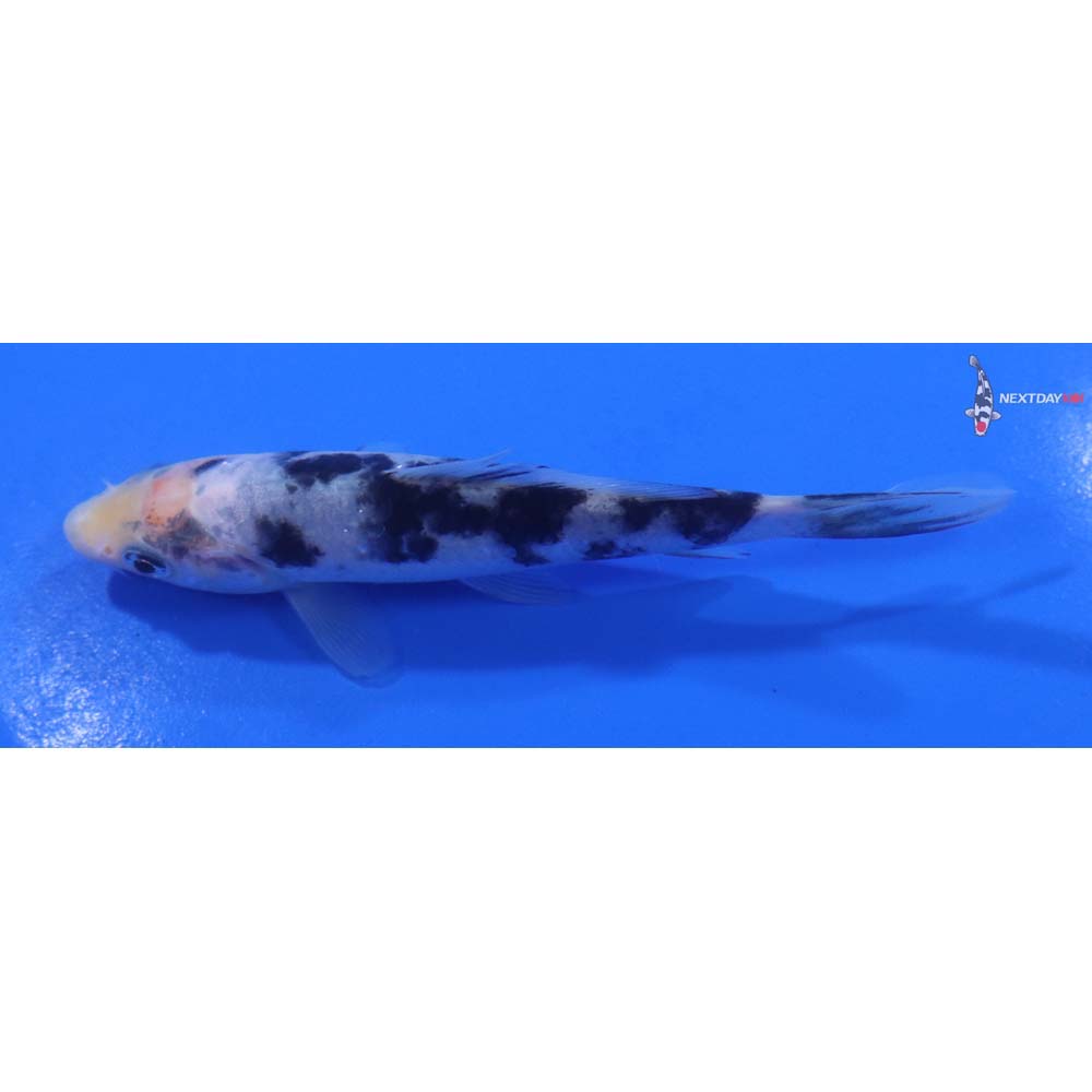 4.5” Imported Shiro Bekko