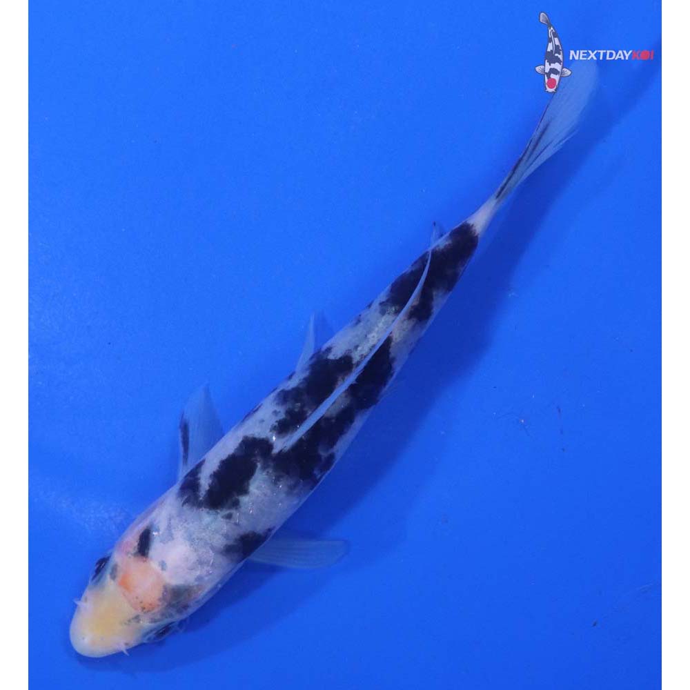 4.5” Imported Shiro Bekko