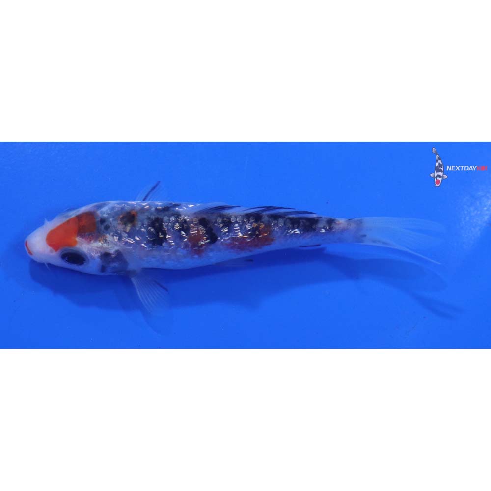3.5” Imported Gin Rin Sanke
