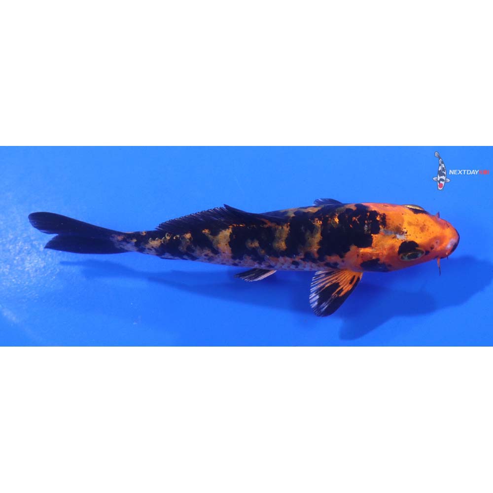 4.5” Imported Kin Aka Bekko