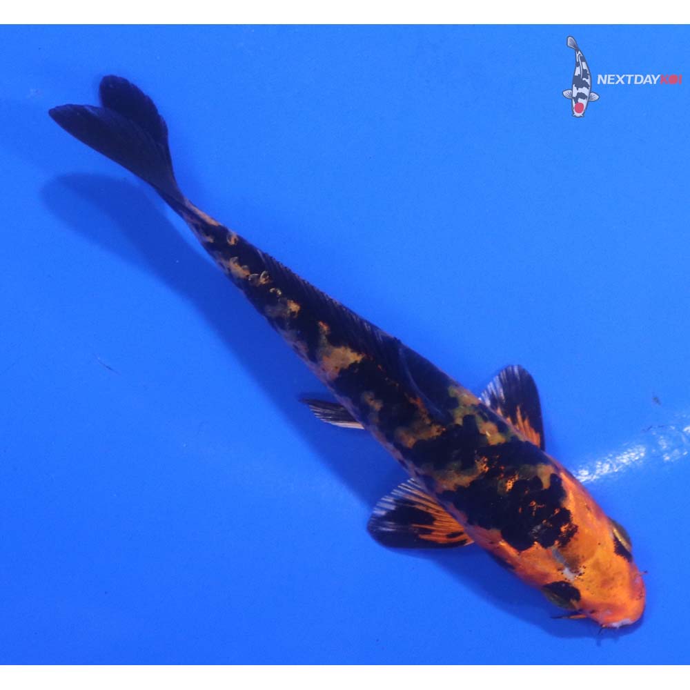 4.5” Imported Kin Aka Bekko
