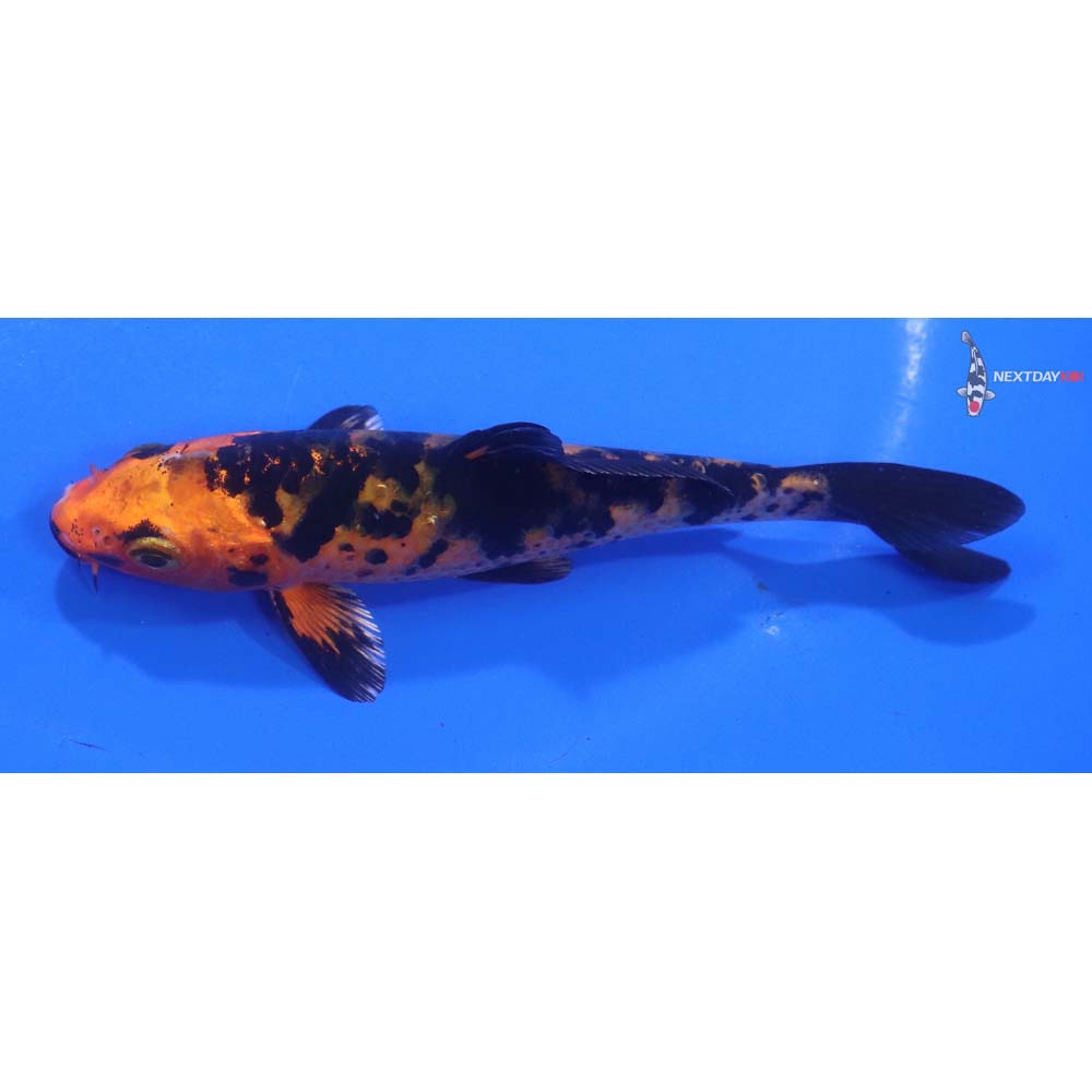 4.5” Imported Kin Aka Bekko
