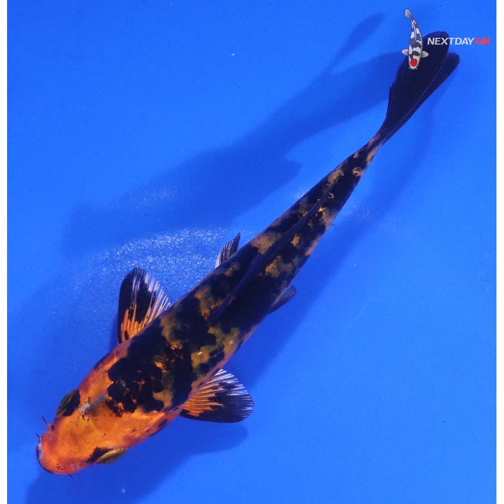 4.5” Imported Kin Aka Bekko