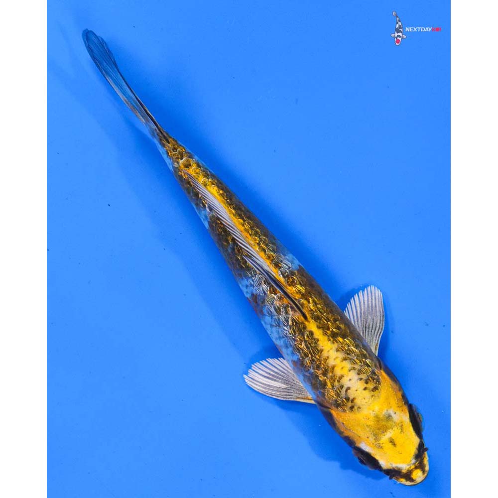 6” Imported Gin Rin Kujaku