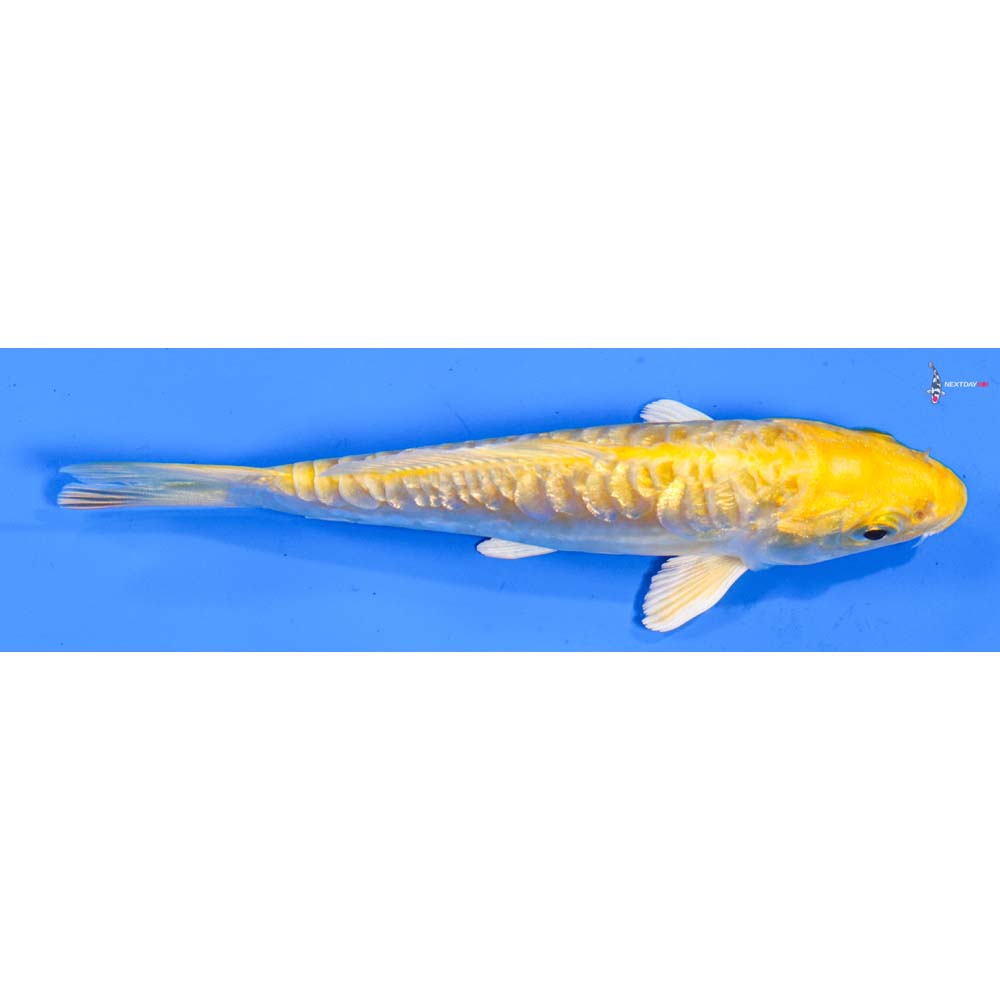 5.5” Imported Doitsu Gin Rin Yamabuki Ogon