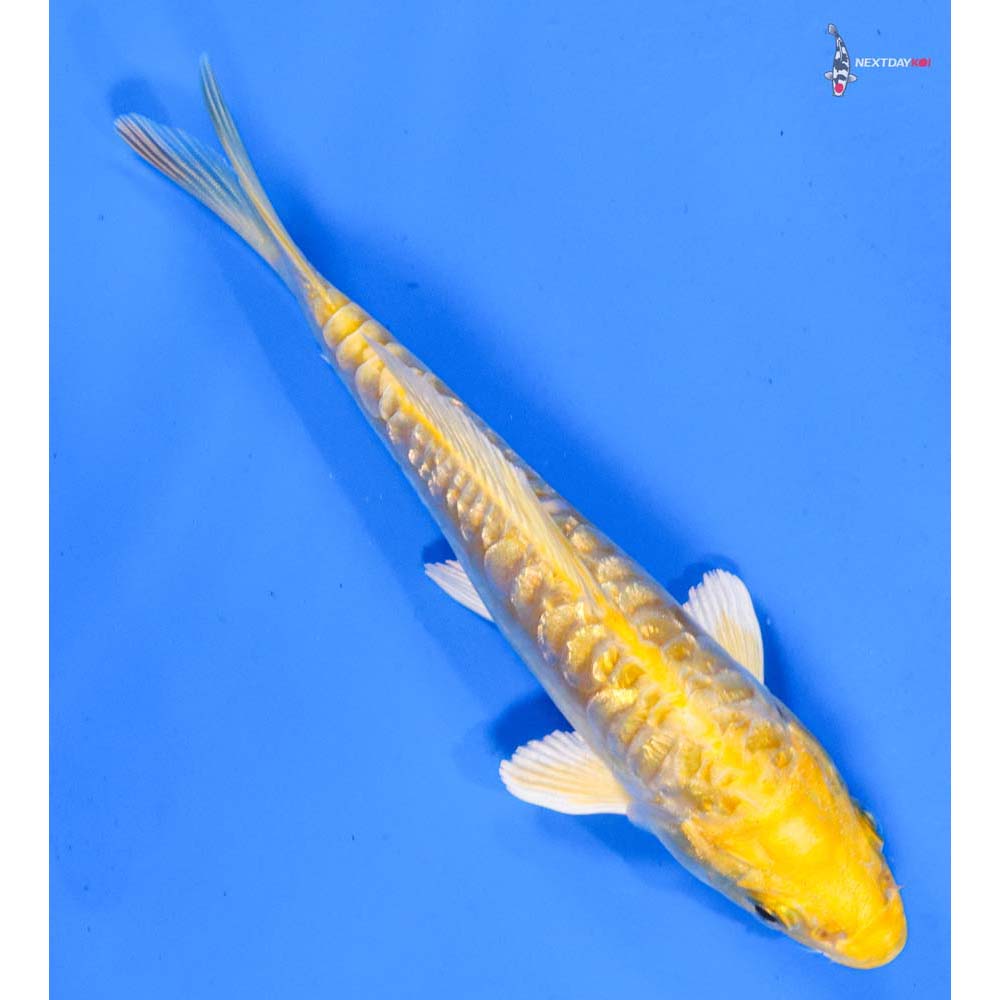 5.5” Imported Doitsu Gin Rin Yamabuki Ogon