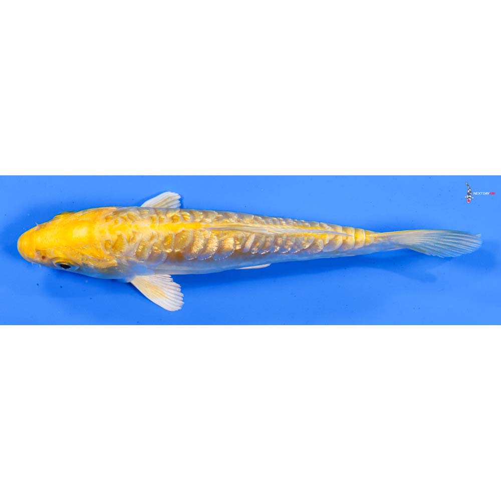 5.5” Imported Doitsu Gin Rin Yamabuki Ogon