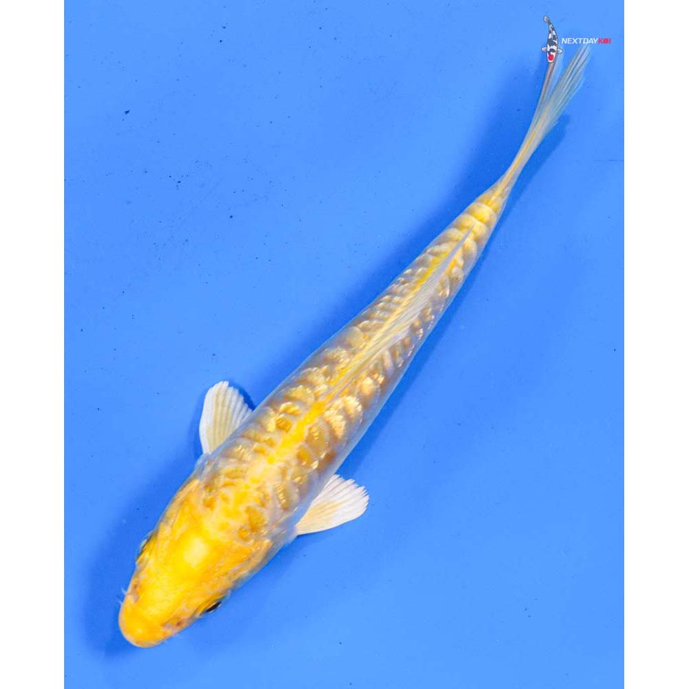 5.5” Imported Doitsu Gin Rin Yamabuki Ogon