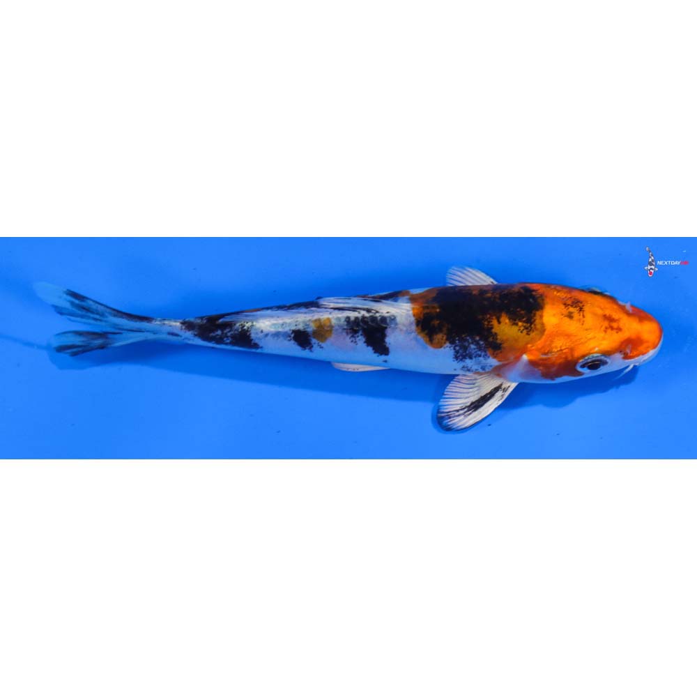 5” Imported Heisei Nishiki