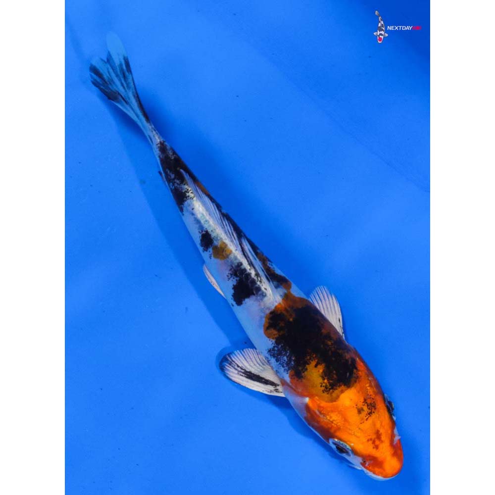 5” Imported Heisei Nishiki