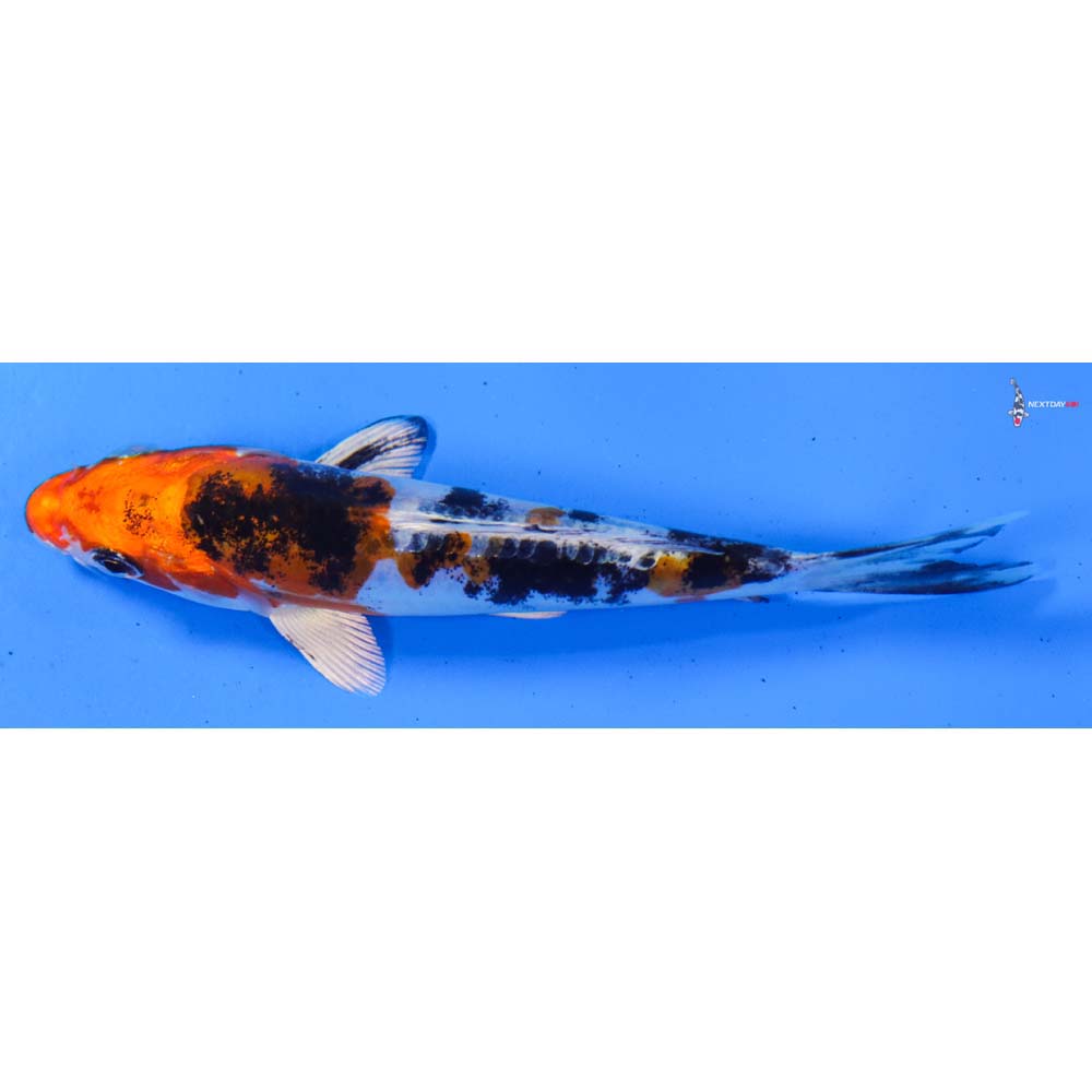 5” Imported Heisei Nishiki
