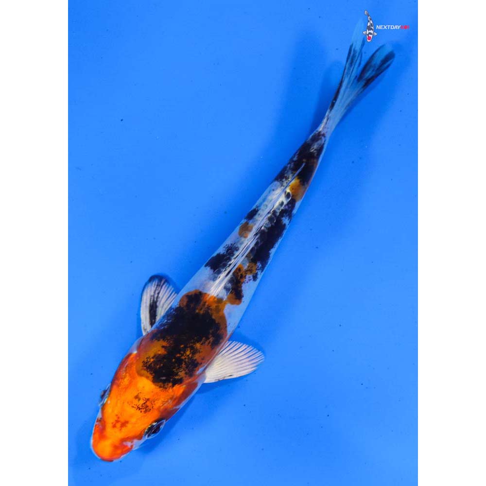 5” Imported Heisei Nishiki
