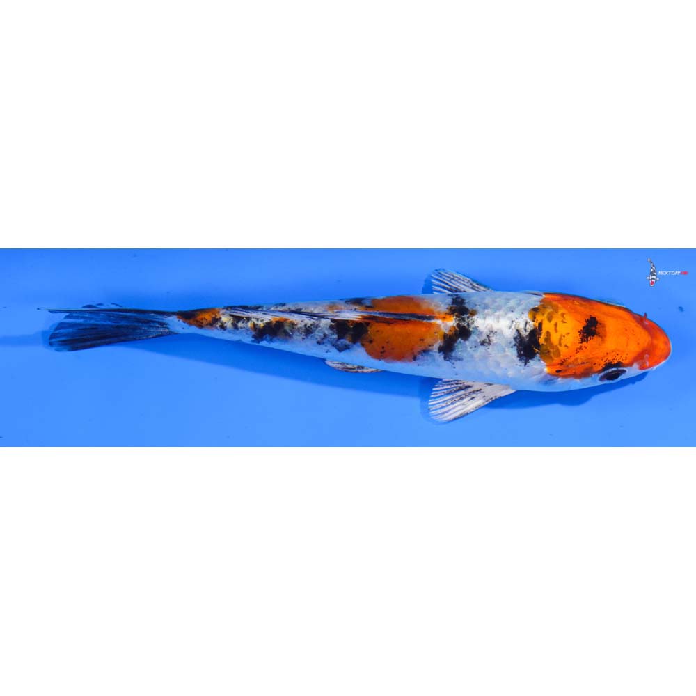 5” Imported Yamato Nishiki
