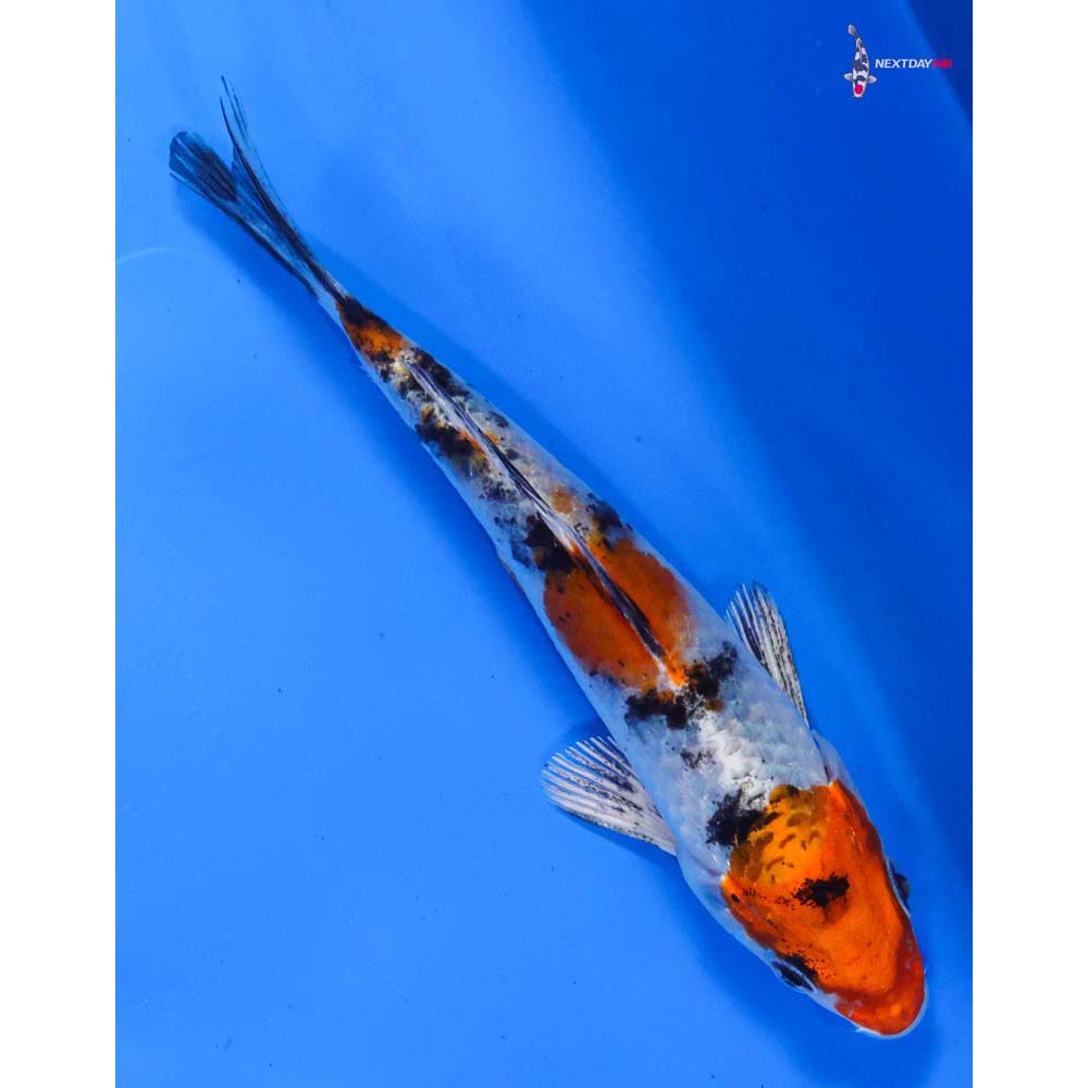 5” Imported Yamato Nishiki