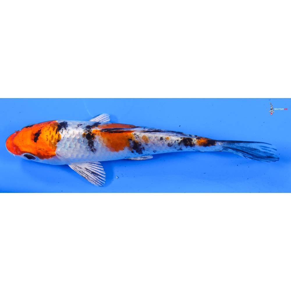 5” Imported Yamato Nishiki