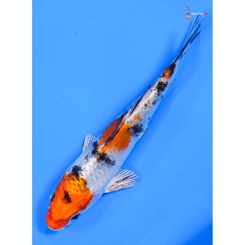 5” Imported Yamato Nishiki