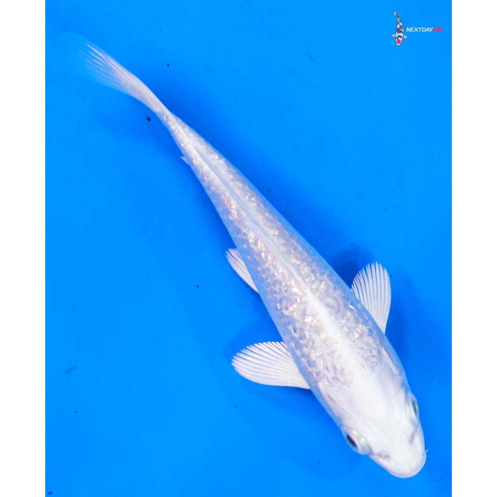 5” Imported Gin Rin Platinum Ogon