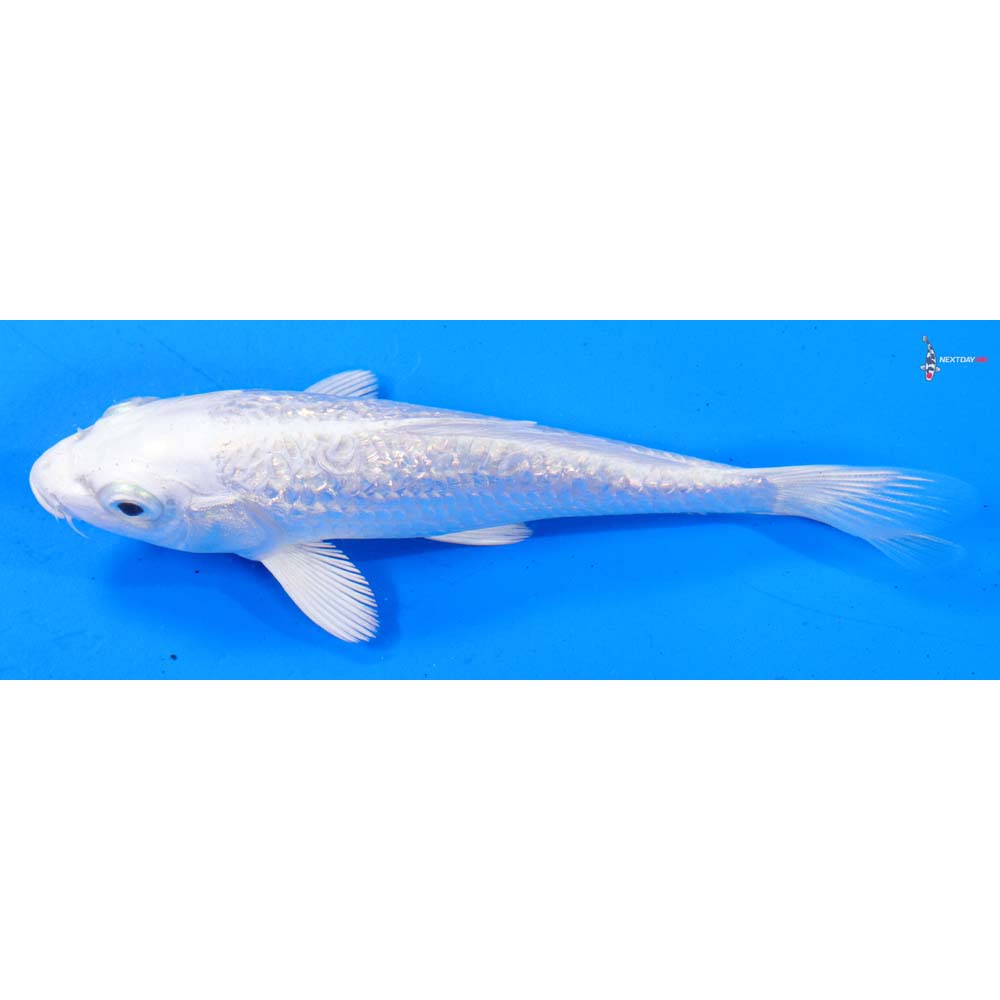 5” Imported Gin Rin Platinum Ogon