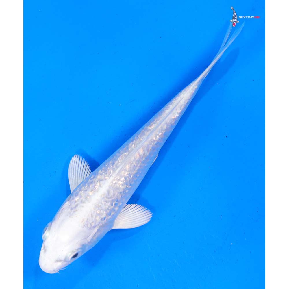 5” Imported Gin Rin Platinum Ogon