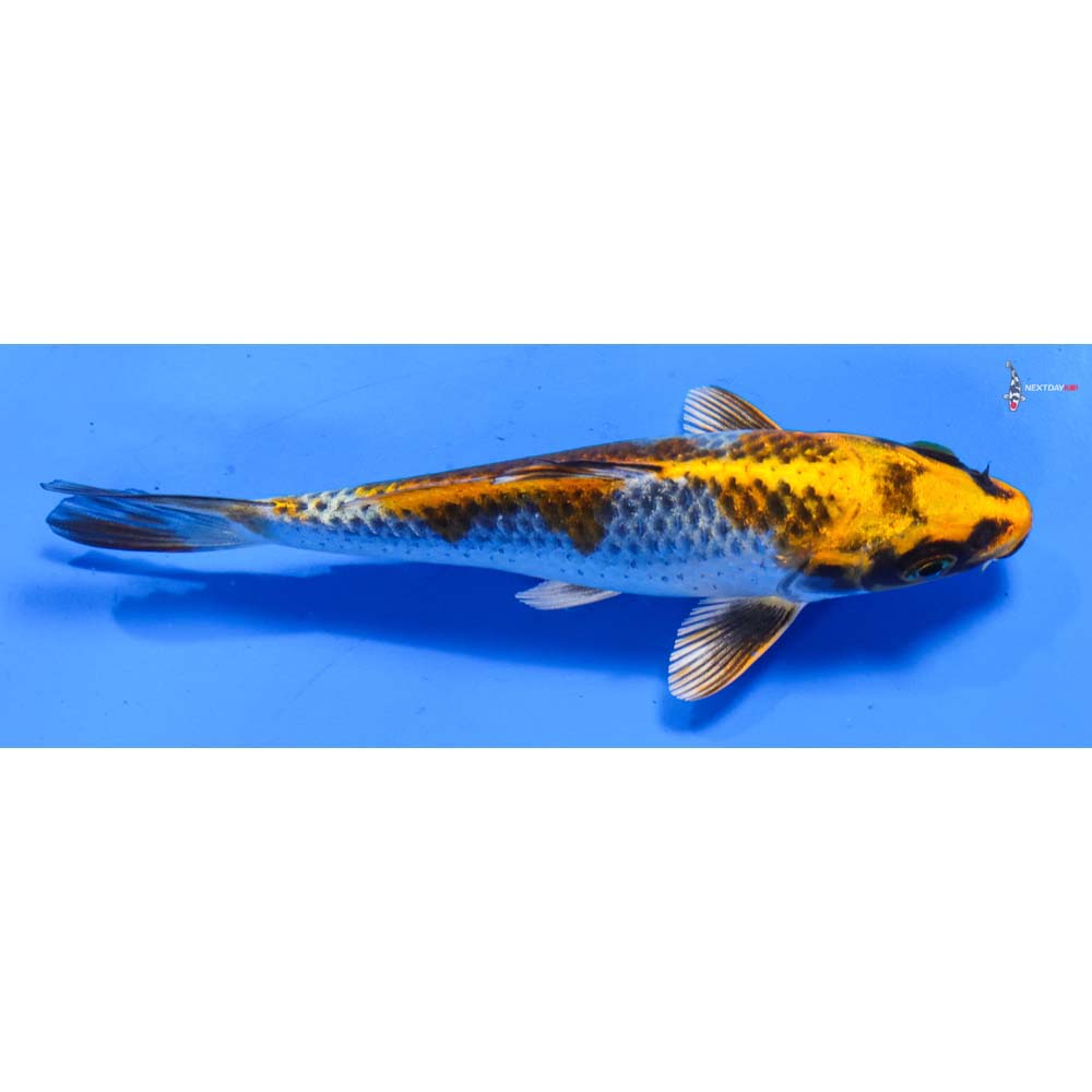 5” Imported Kujaku