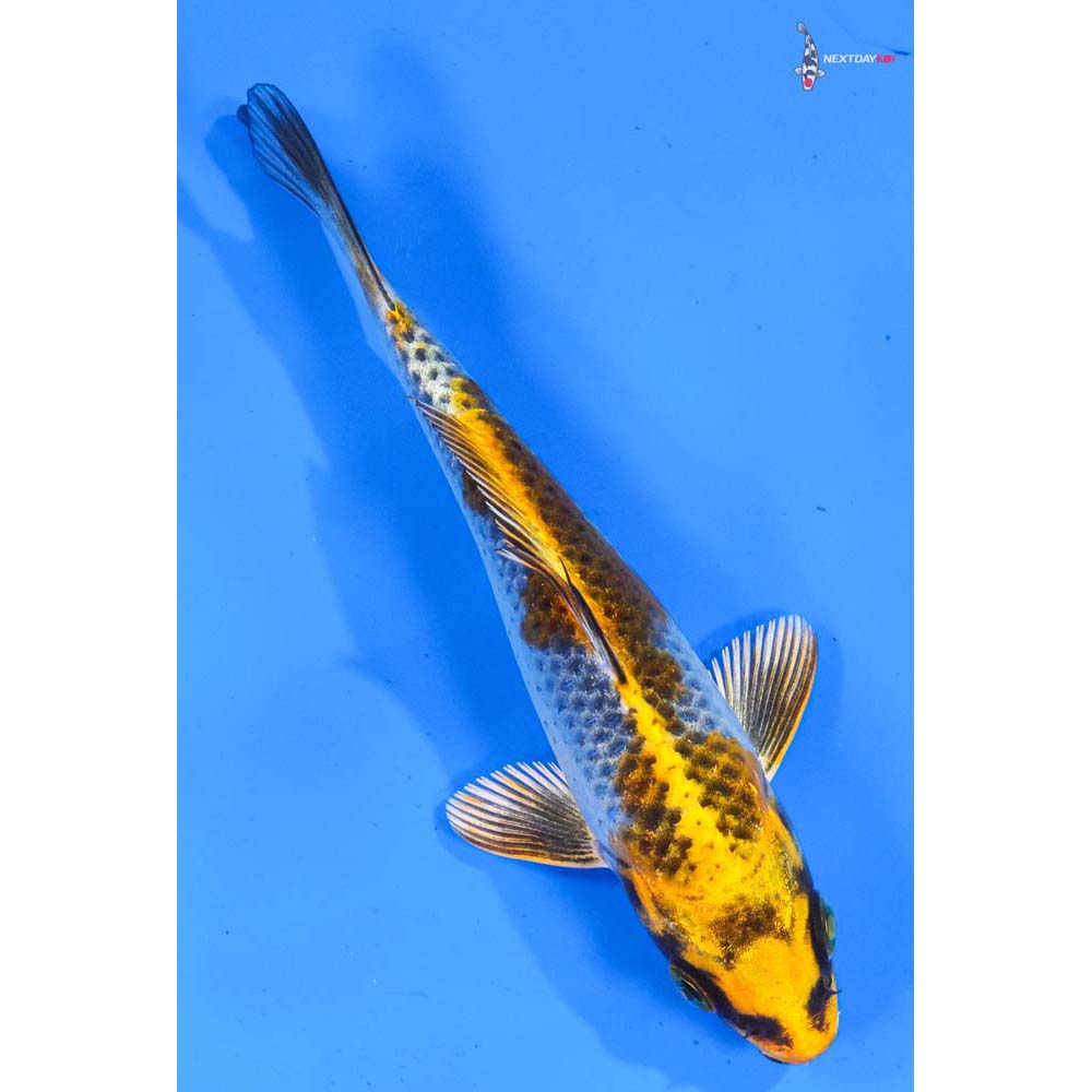 5” Imported Kujaku