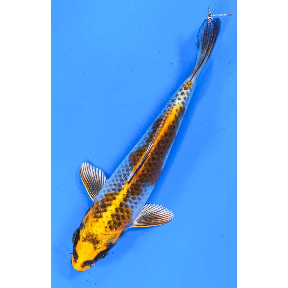 5” Imported Kujaku