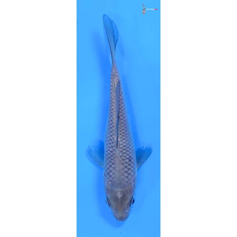 5” Imported Soragoi