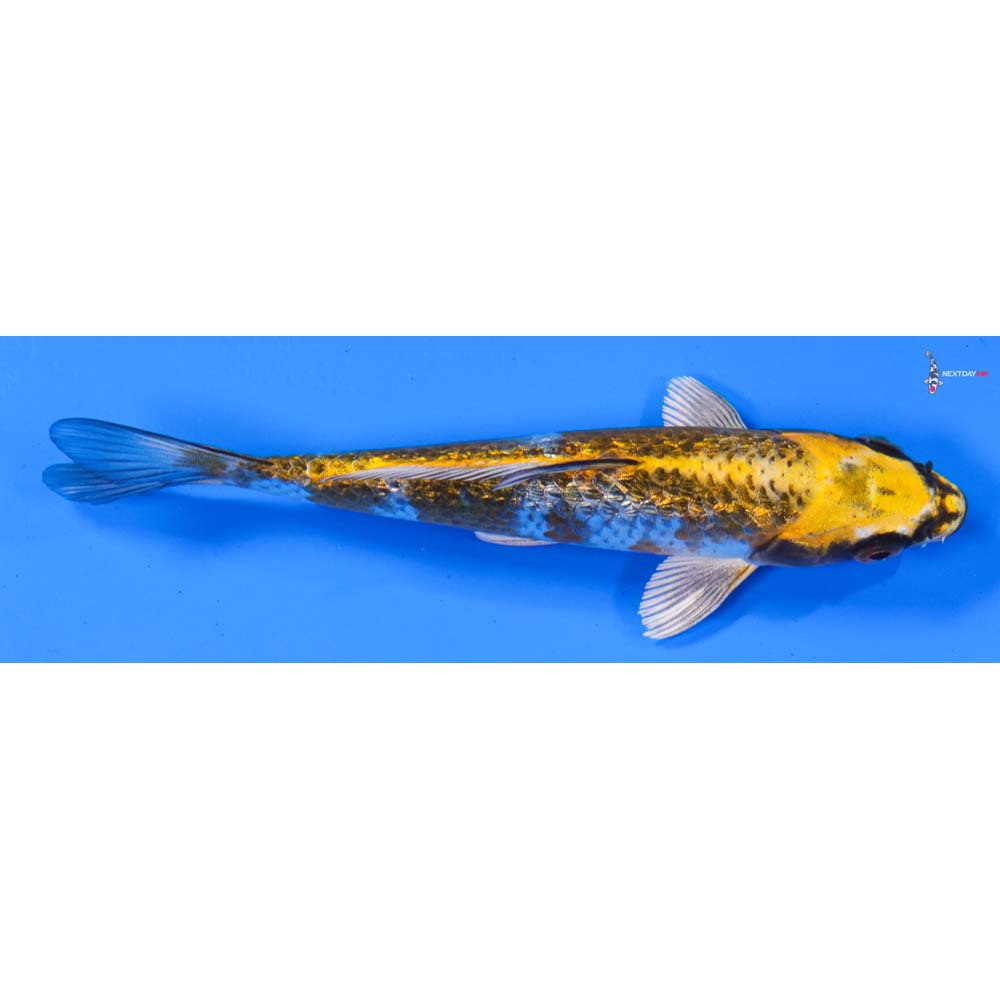 6” Imported Gin Rin Kujaku