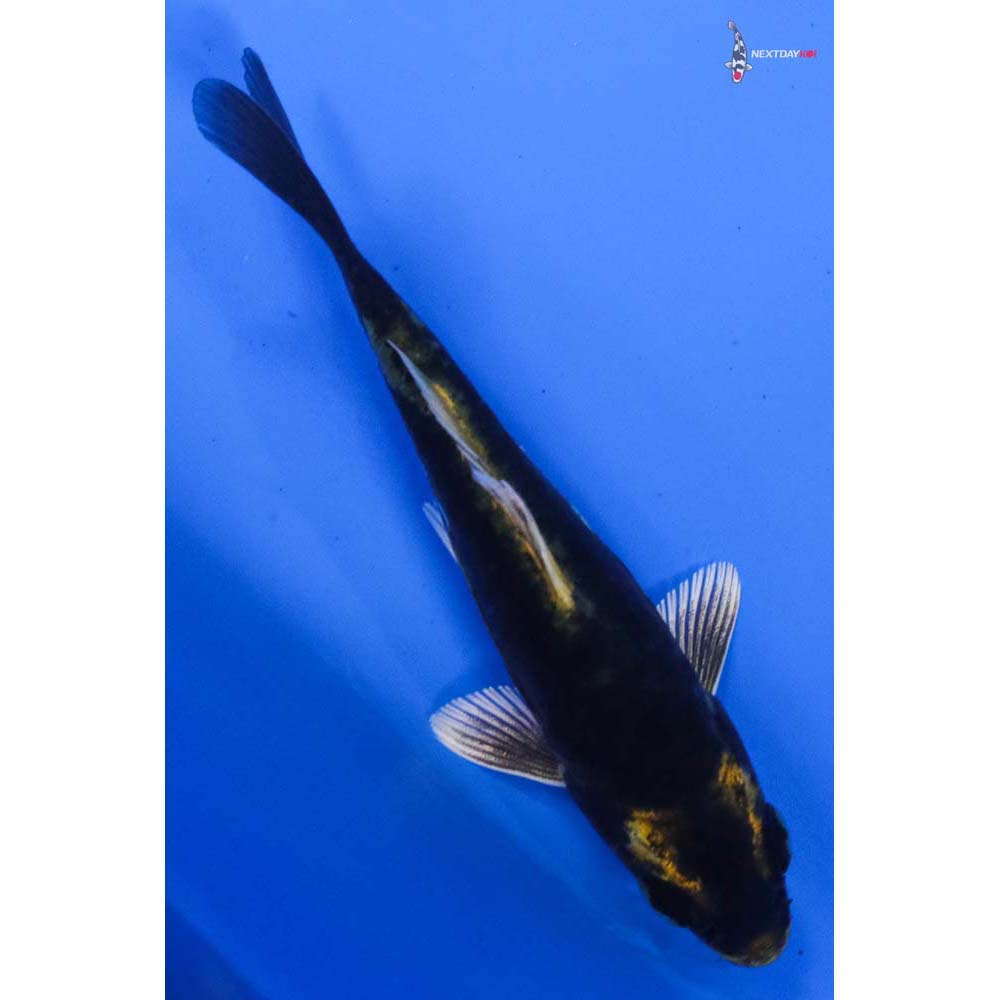 4” Imported Kin Kikokuryu