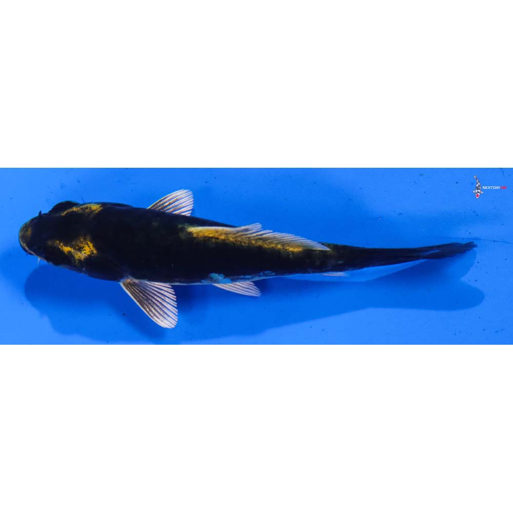 4” Imported Kin Kikokuryu